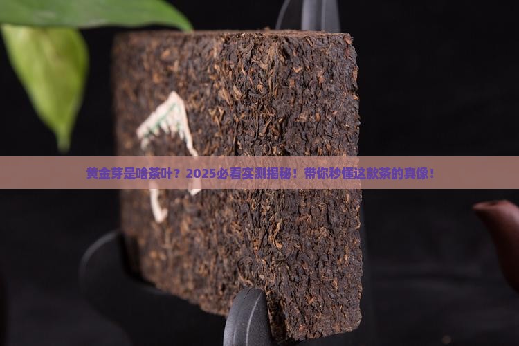 黄金芽是啥茶叶