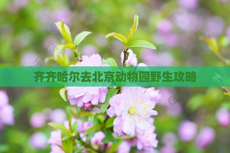 齐齐哈尔去北京动物园攻略