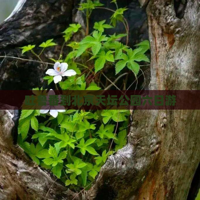 吐鲁番到北京天坛公园六日游