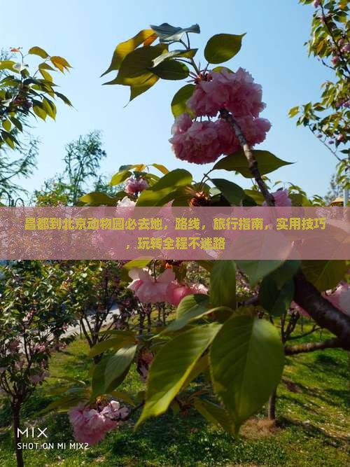昌都到北京动物园必去地