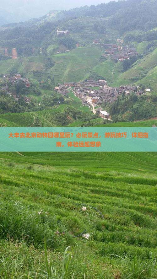 大丰去北京动物园哪里玩