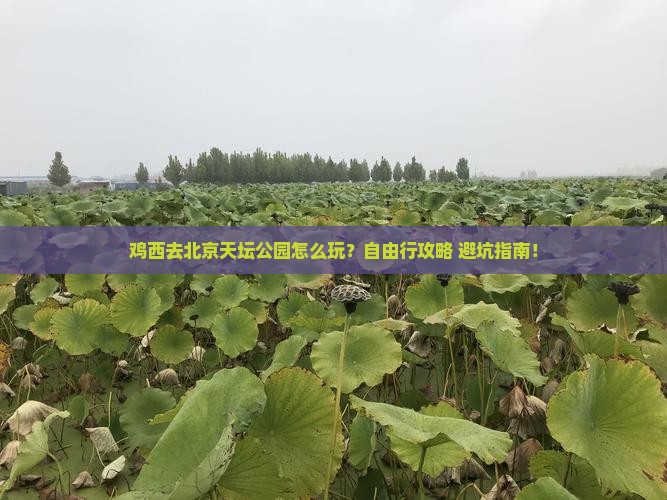 鸡西去北京天坛公园自由行