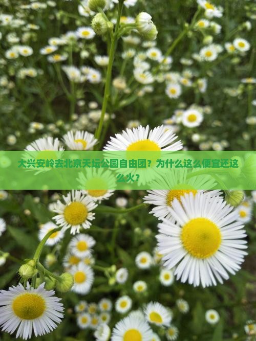 大兴安岭去北京天坛公园自由团