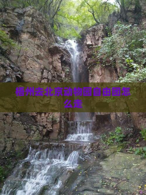 梧州去北京动物园自由团