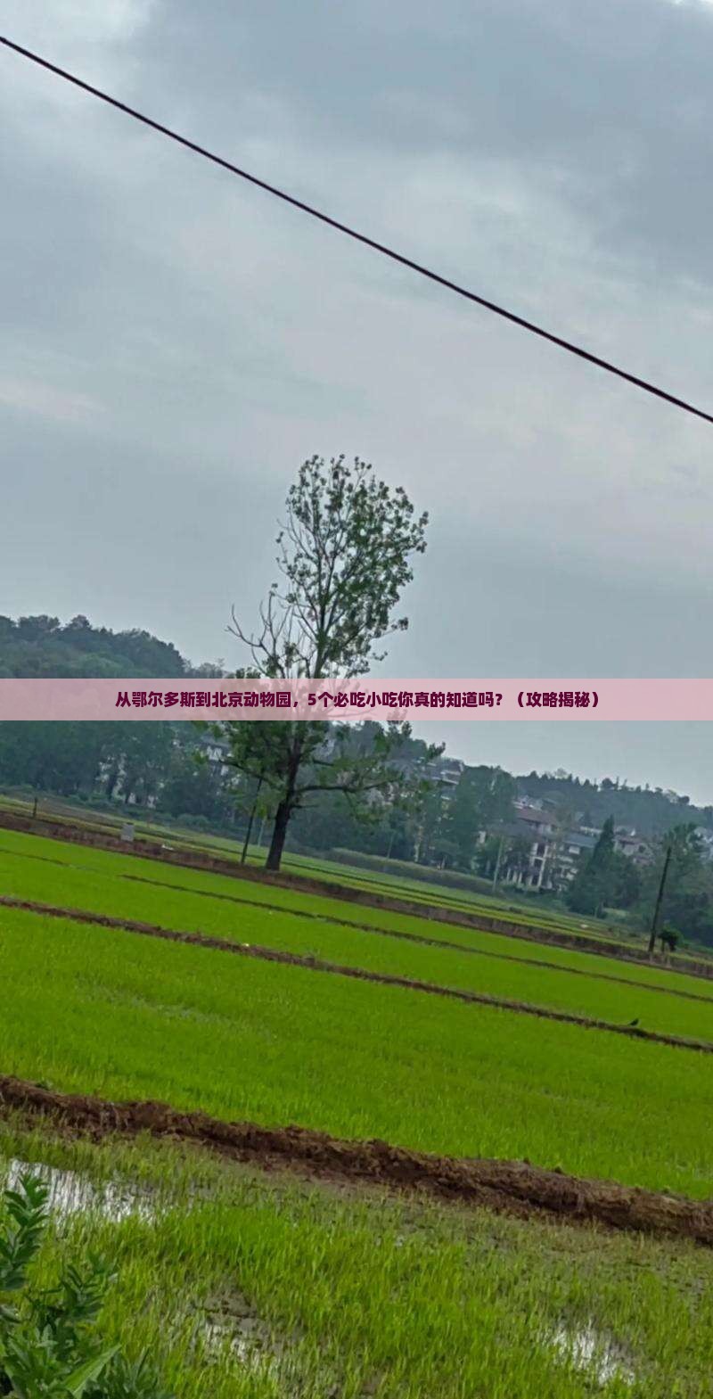 鄂尔多斯去北京动物园旅游小吃