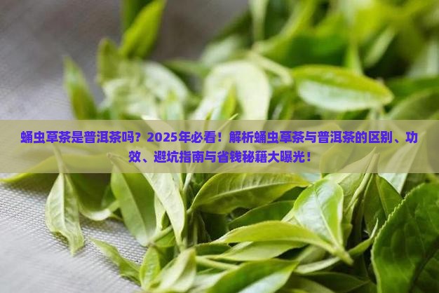 蛹虫草茶是普洱茶吗