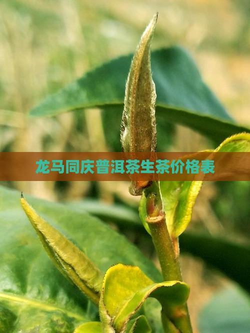 龙马精神普洱茶生茶价格表
