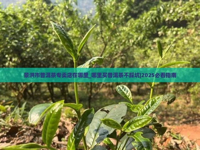 景洪市普洱茶专卖店在哪里