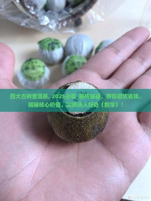 四大古树普洱茶