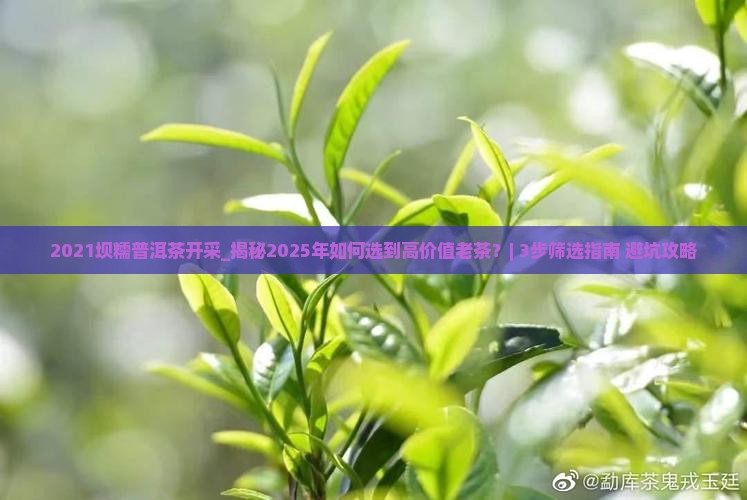 2021坝糯普洱茶开采