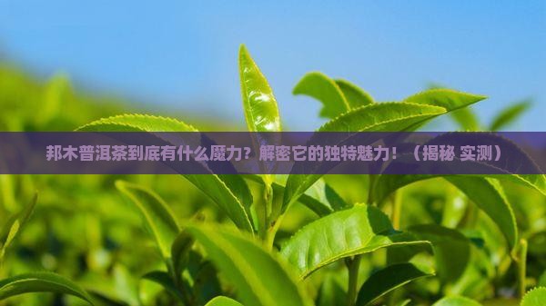 邦木普洱茶的特点