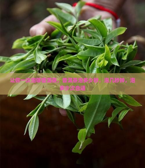 让你一次泡够普洱茶