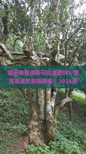 喝云南普洱茶可以减肥吗