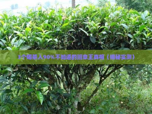 中茶牌野生乔木班章王