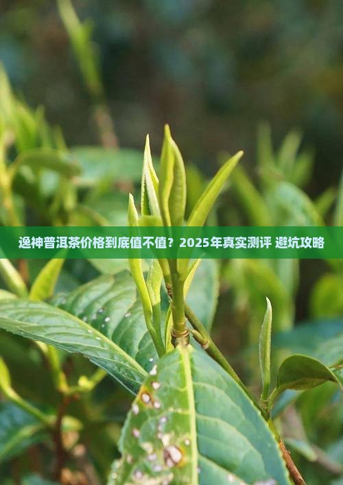 逸神普洱茶价格