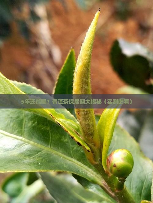 普洱茶能保留几年茶叶