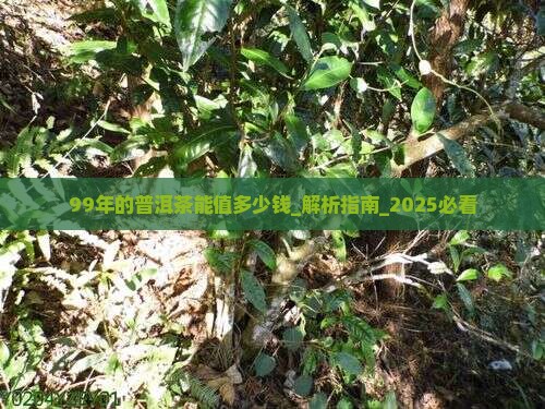 99年的普洱茶能值多少钱 99年的普洱茶能值多少钱