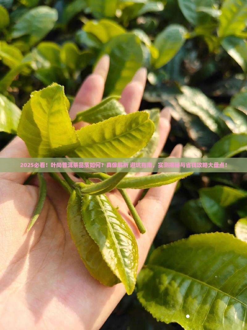叶尚的普洱茶怎么样