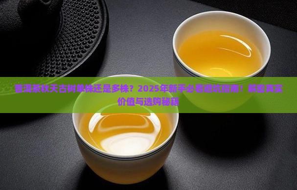 普洱茶秋天古树单株还是多株