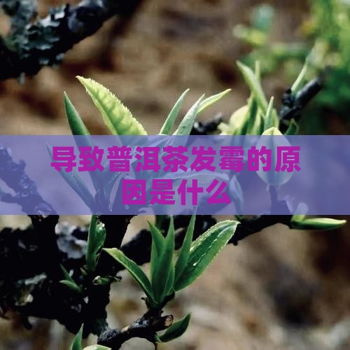 导致普洱茶发霉的原因是什么