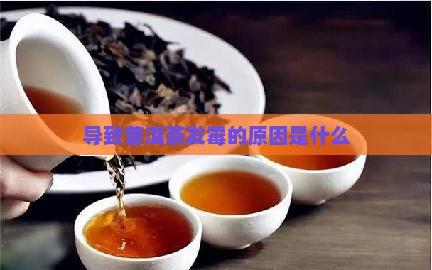 导致普洱茶发霉的原因是什么