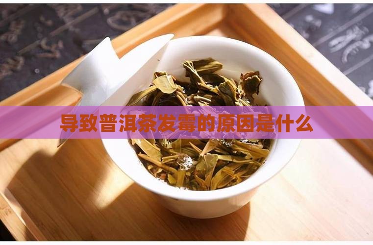 导致普洱茶发霉的原因是什么