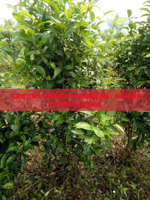 澜沧古茶大马帮生茶