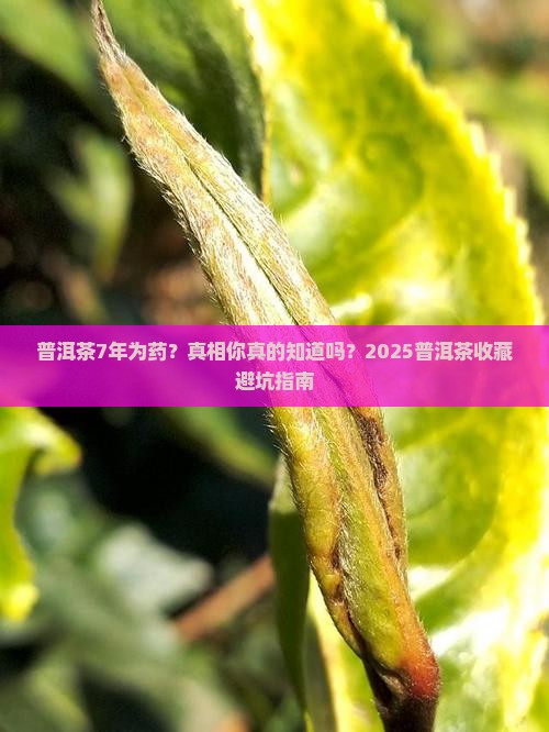 普洱茶7年为药