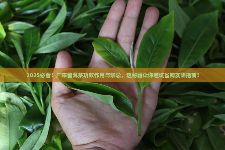 广东普洱茶功效作用与禁忌