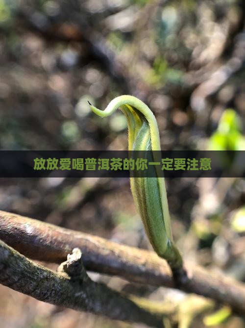 放放爱喝普洱茶
