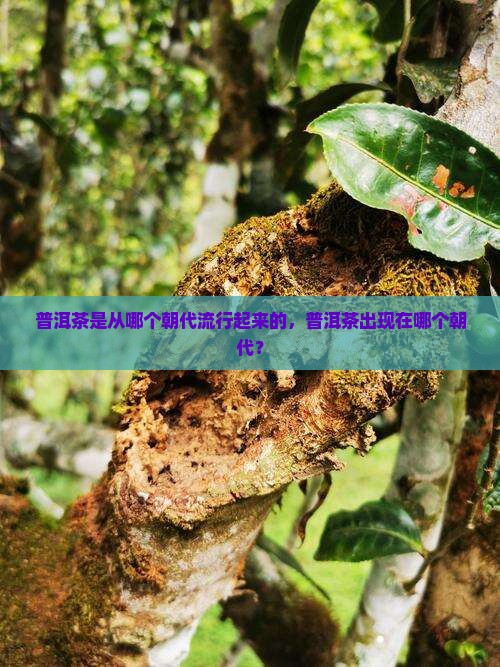 普洱茶是从哪个朝代流行起来的