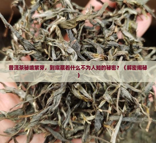 普洱茶秘境紫芽