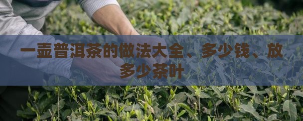 一壶普洱茶的做法