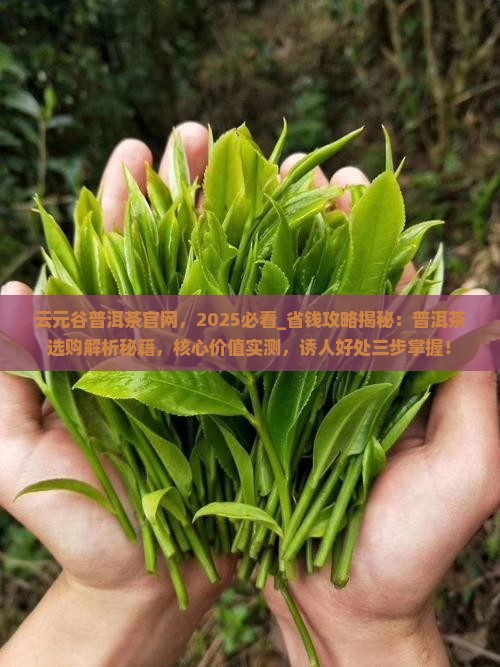 云元谷普洱茶官网