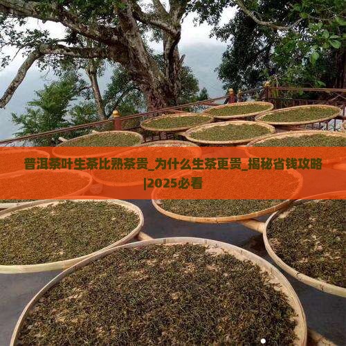 普洱茶叶生茶比熟茶贵