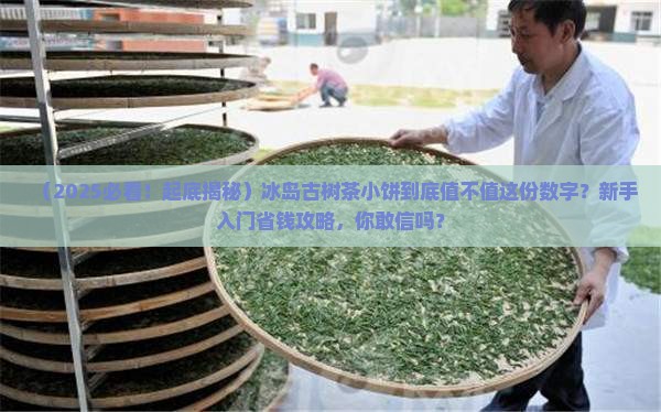 冰岛古树茶小饼