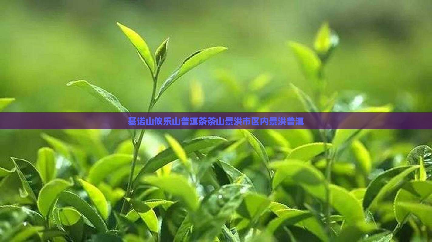 攸乐山基诺山普洱茶