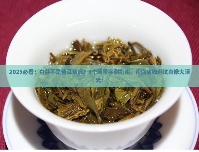 白芽不是普洱茶吗