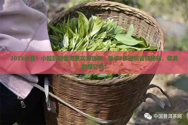 小粒醇香普洱茶 小粒醇香普洱茶