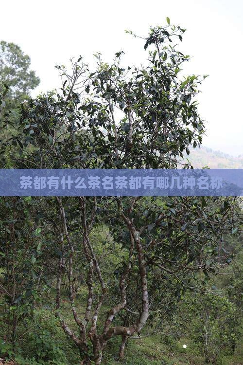 茶都有什么茶名茶都有哪几种