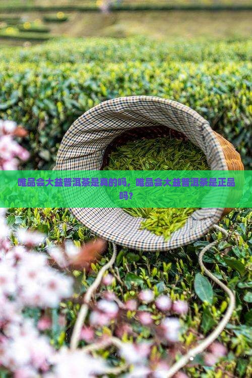 唯品会大益普洱茶是真的吗