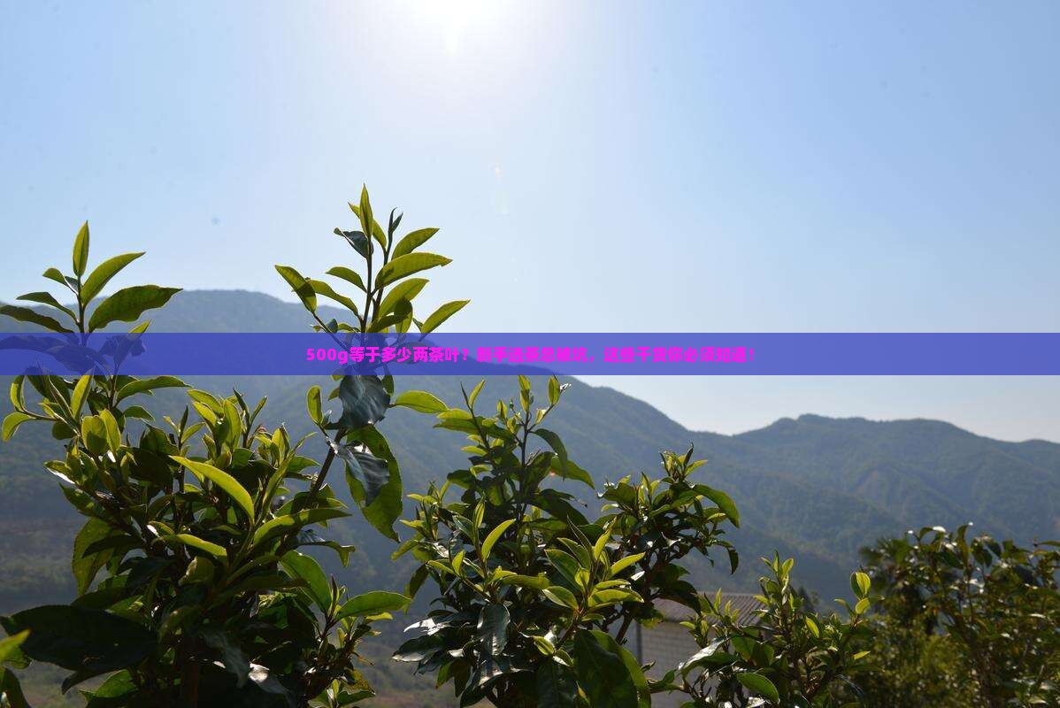 500g等于多少两茶叶