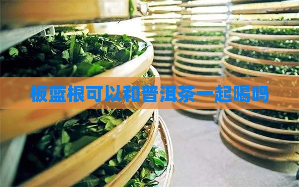 喝了板蓝根可以喝普洱茶吗