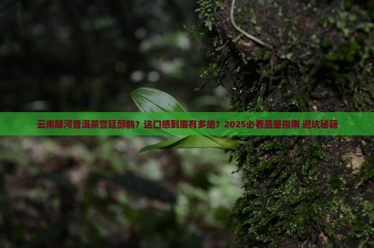 云南郎河普洱茶宫廷醇韵