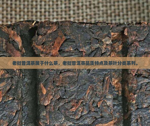 老挝普洱茶属于什么茶