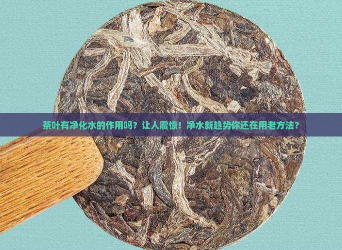 茶叶有净化水的作用吗