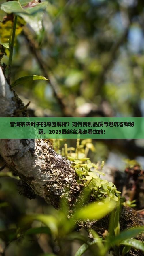 普洱茶的黄叶子是怎么回事