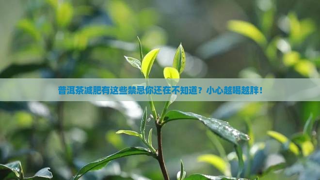 普洱茶减肥有什么禁忌