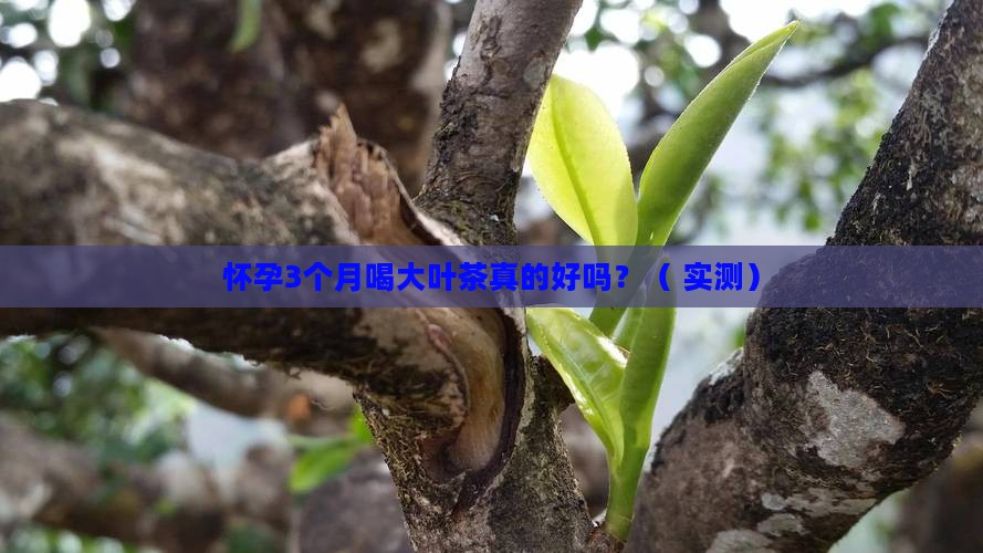 孕期喝大叶茶对胎儿好吗