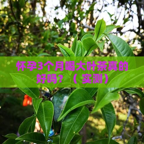 孕期喝大叶茶对胎儿好吗